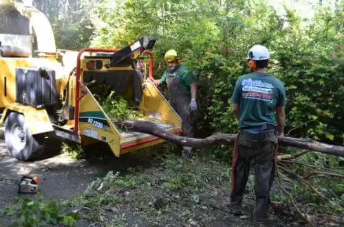 tree services Moore Haven